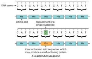 A substitution mutation
